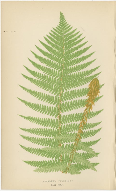 Antique Hand-Colored Fern Prints - Aspidium Filix-Mas Series, Botanical Art 1868, view 2