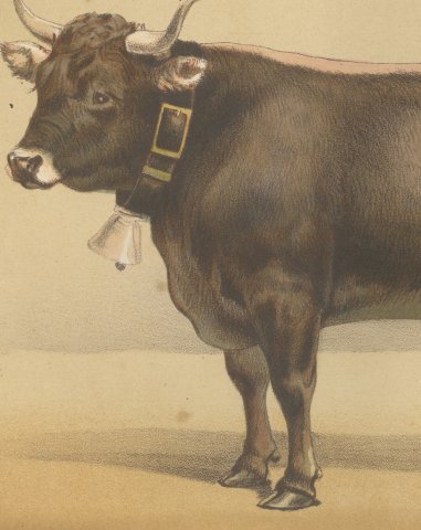 Schwyz Cow with Bell, Swiss Brown Cattle Chromolithograph, 1863, close-up 2