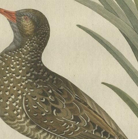 Antique Bird Print of the Male Water Rail Sepp & Nozeman, 1797, close-up 2