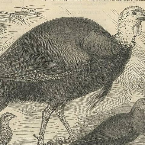 Antique Print of Prize Poultry at the Zoological Society's Gardens, 1847, close-up 2