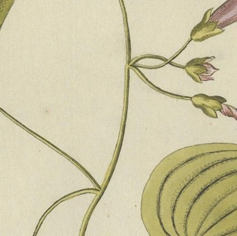 Convolvulus Batatas Botanical Engraving - Icones Plantarum Medicinalium, 1788, close-up 6