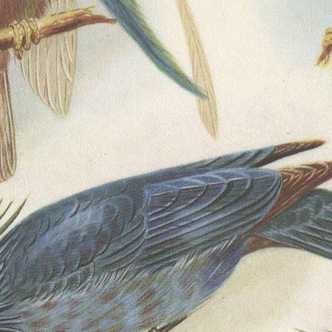 Antique Print of the Standard-Wing and the Trumpet Bird '1950', close-up 2