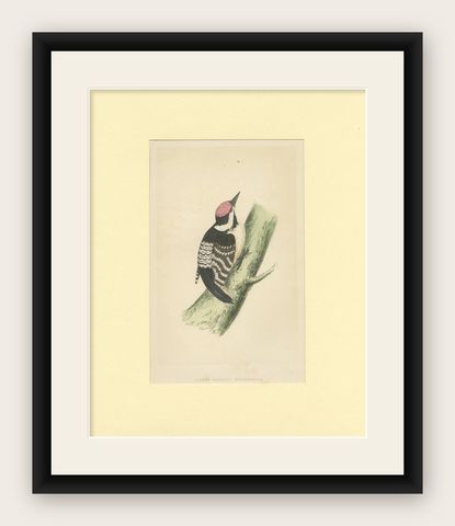 Antique Bird Print of a Lesser Spotted Woodpecker, shown framed