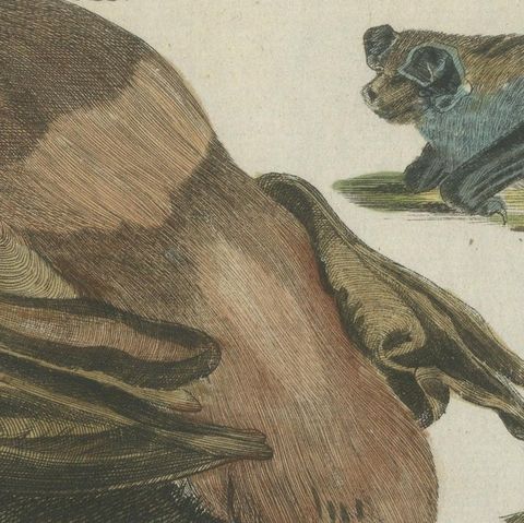 Hand Colored Antique Print of Flying Foxes and Bats, circa 1820, close-up 4