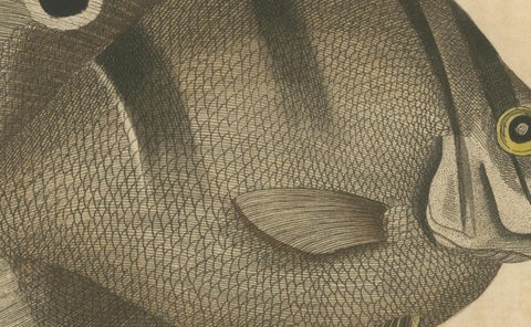Long-Nosed Surgeonfish, Antique Hand-Colored Fish Engraving, Nodder c.1794, view 6