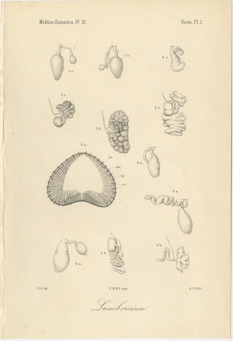 Antique Scientific Plates of Leeches, Worms, Spiders & Microscopic Anatomy, 1887, view 5