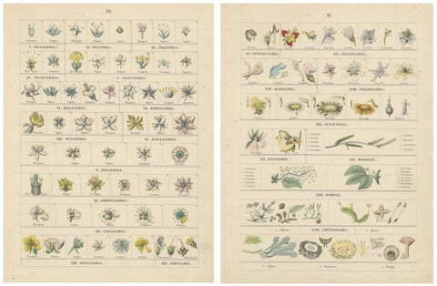 Botanical Classification Prints: Linnaean Flower Classes & Cryptogamia, 1867, view 2