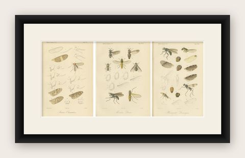 Set of 3 Antique Fly Prints, Sumatra Diptera Species c.1887, shown framed