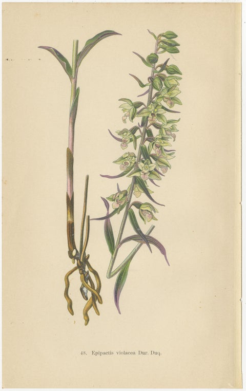 Epipactis Spectrum: A Botanical Study from 1904, view 4