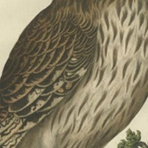 Antique Bird Print of a Male Strix Owl by Sepp & Nozeman, 1770, close-up 1