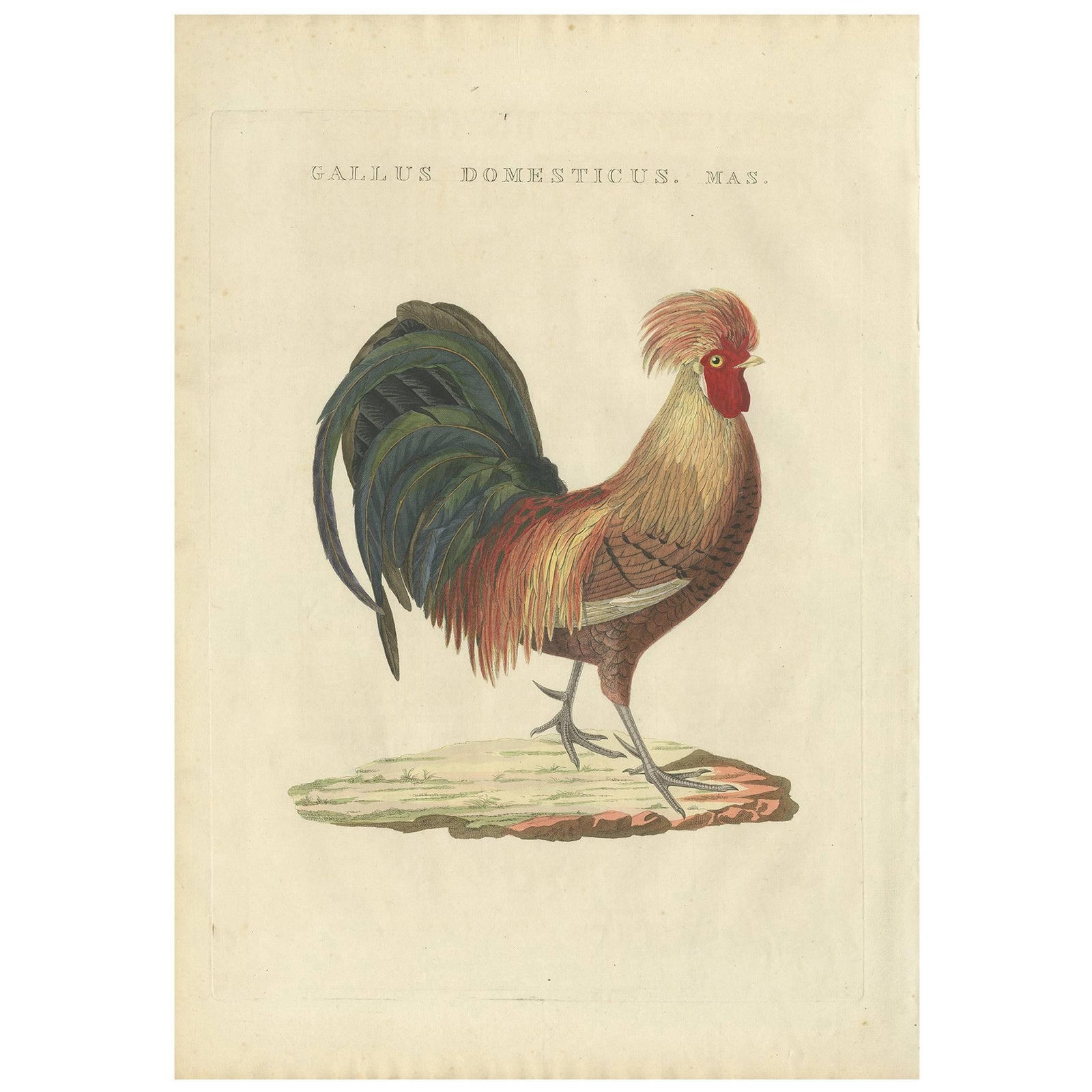 Rooster, Gallus Domesticus Mas, Antique Poultry Print by Sepp & Nozeman c.1829