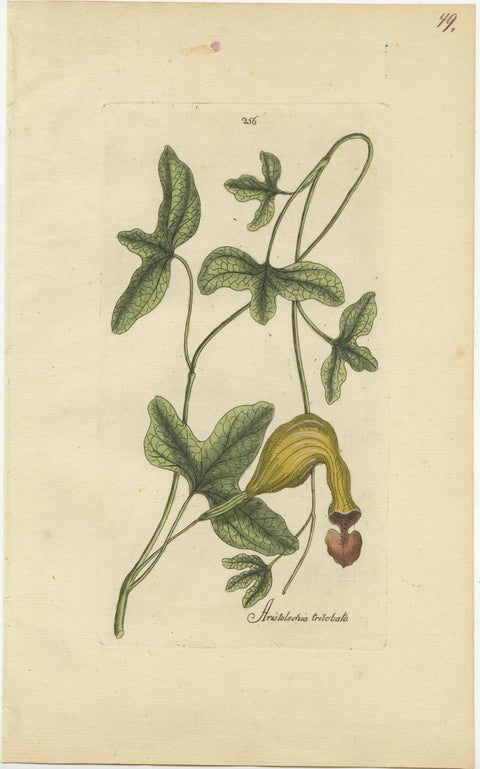 Set of 5 Antique Botany Prints - Aristolochia Species, view 6