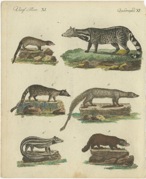 Antique Handcolored Engraving of Civets, Mongooses, and Badgers, c.1800, view 2