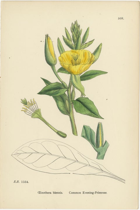 Hand-Colored Engravings of Alpine Willow-Herbs and Evening Primrose, 1902, view 4