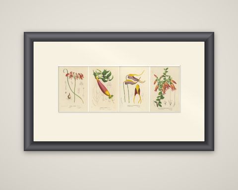 Floral Collection: Coral Drops, Prairie Gentian, Monkey Orchid, Bellflower, 1875, shown framed