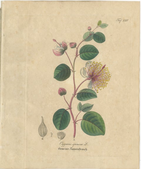 Antique Caper Botanical Print, Capparis Spinosa, Hand Colored, c.1831, view 2