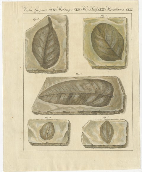 Antique Print of Fossil Leaves from the Prehistoric Period, view 2