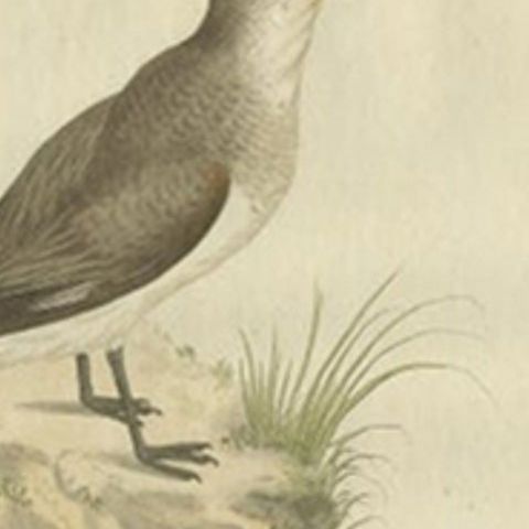 Antique Bird Print of a Sanderling by Sepp & Nozeman, 1797, close-up 1