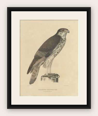 Antique Bird Print of the African Hawk-Eagle, c.1850, shown framed
