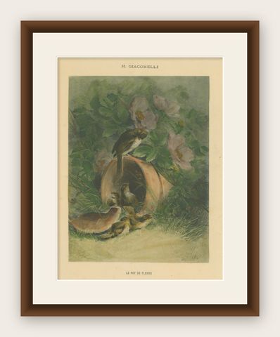 Nestled Sparrows in a Broken Flower Pot - Rare Giacomelli Ornithological Print, shown framed