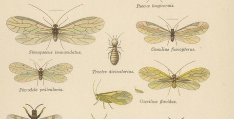 Pair of Antique Entomology Lithographs by Richard Tümpel, Germany 1908, close-up 4