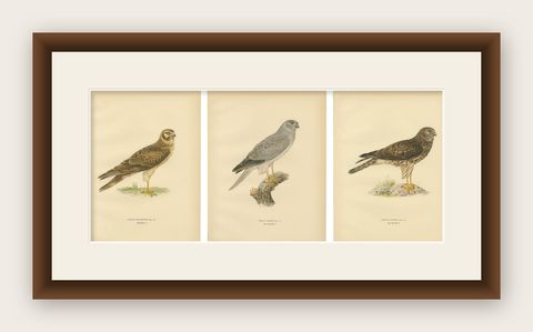 Nordic Harriers Triptych, Swedish Lithographs, Scandinavian Birds of Prey 1929, shown framed