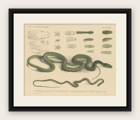Antique Print of Philothamnus and other Snake Species, shown framed
