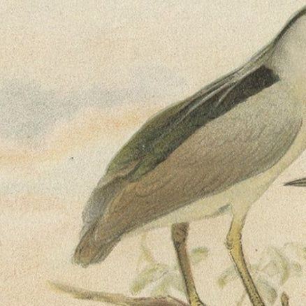 Authentic Chromolithograph Depicting a Night-Heron and Boatbill, 1895, close-up 1