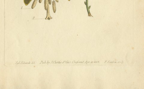 Antique Botanical Print of Banana Shrub and Starry Wild Jasmine, 1803, close-up 1
