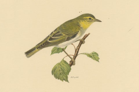 Melody in Green: Vintage Bird Print of The Wood Warbler by M. von Wright, 1927, close-up 2