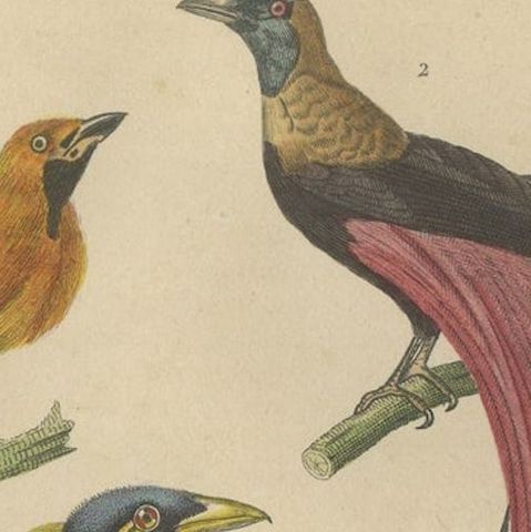 Bird Print with the Bird of Paradise, a Masked Bowerbird & Trompetkparadijskraai, close-up 2