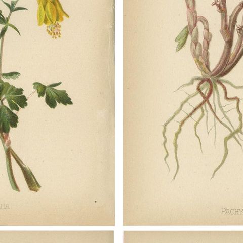 Native US Flora - Four Original Botanical Chromolithograps, 1879, close-up 2