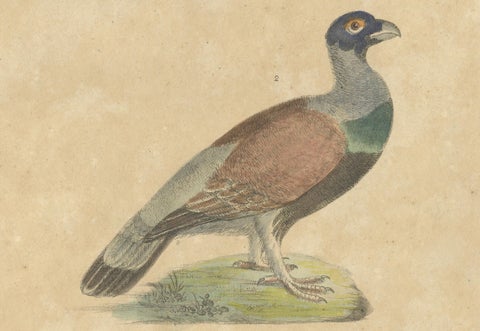 Antique Game Birds & Bustard Lithograph by Karl Joseph Brodtmann, 1816, close-up 4