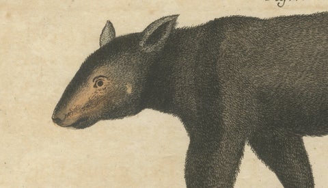 Antique Tapir & Bear Zoological Engraving, Bertuch, c. 1800, close-up 5