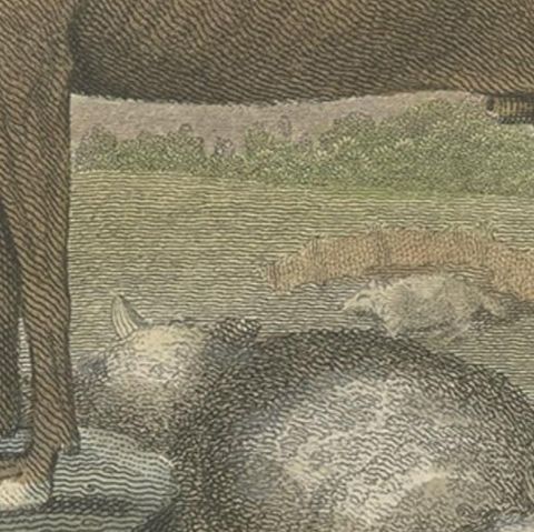 Antique Hand-Colored Print of a Dog Named 'Lion' and Some Dead Sheep, 1797, close-up 2