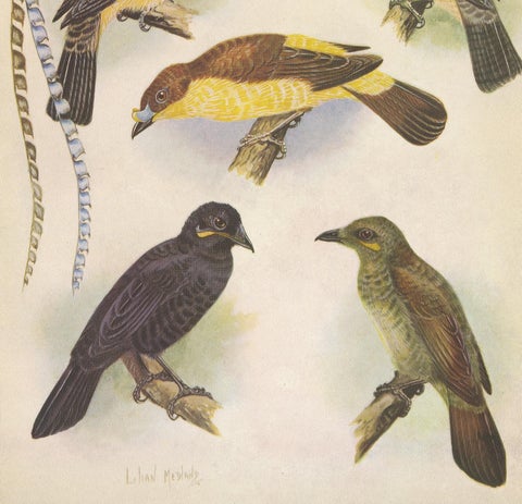 Antique Print of the Enameled Bird, Shield-Bill & Loria's Bird, 1950, view 3