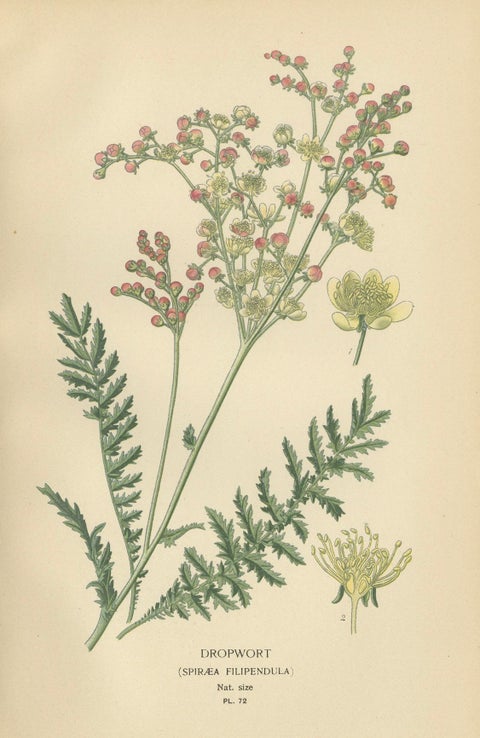Historic Roses: A Victorian Botanical Showcase, 1896, close-up 3