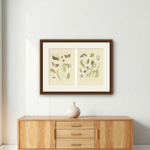 Antique Dutch Plusia Moneta Moth Diptych, Hand-Colored by Sepp & Brants, 1908, shown framed on a wall