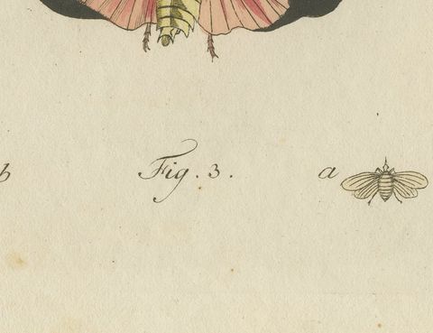 Walking Leaf and Chinese Lantern Fly, Antique Bertuch Print, Vienna, circa 1805, close-up 2