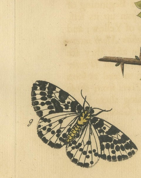 English Moths on Hawthorn, Hand-Colored Insect Engraving, Albin 1720, view 8