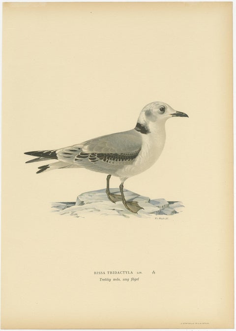 Old Bird Print of Gull Named the Black-Legged Kittiwake, 1929, view 2
