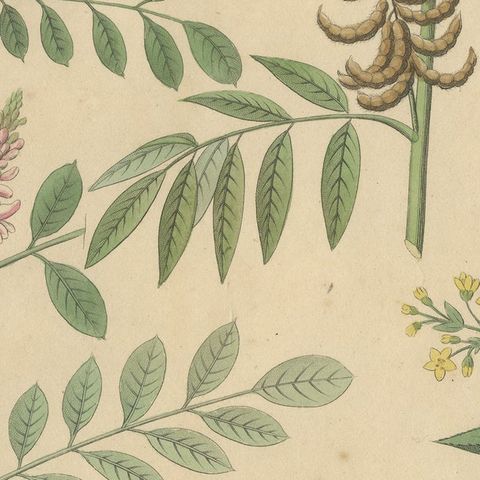 Antique Indigo & Madder Botanical Print, Indigofera & Rubia Tinctorum, c.1831, close-up 6