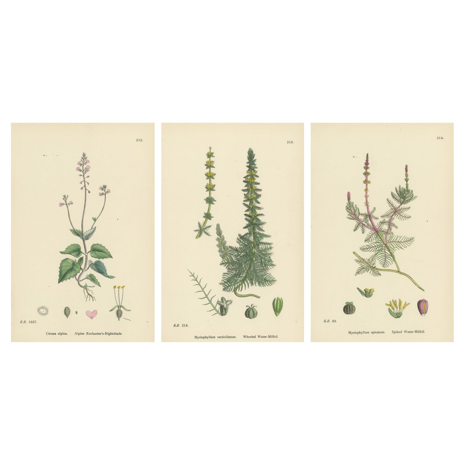 Botanical Engravings of Enchanter’s Nightshade and Water-Milfoil Species, 1902