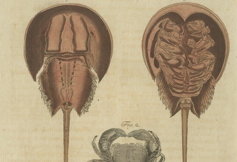 Antique Lobster, Crab & Horseshoe Crab Engraving, Bertuch, 1792, close-up 6