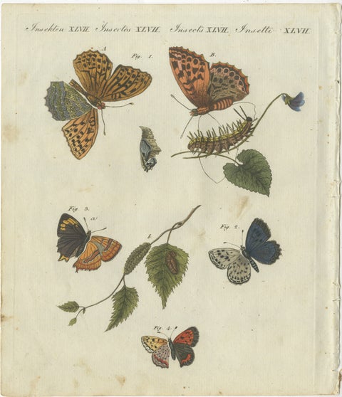 Silver-Washed Fritillary, Large Blue, Brown Hairstreak, Copper Butterflies, 1805, view 2