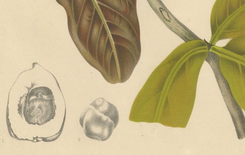 Antique Wax Apple Fruit Botanical Chromolithograph by Hoola van Nooten, c. 1880, close-up 1