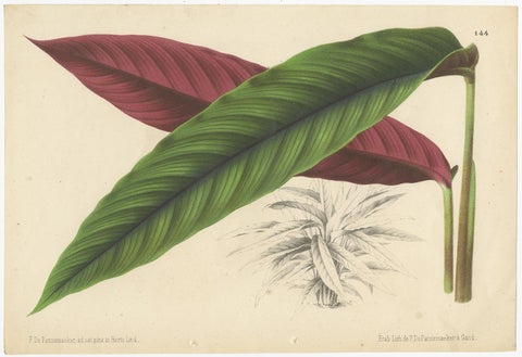 Set of 2 Antique Botany Prints, Miconia, Calathea '1873', view 3