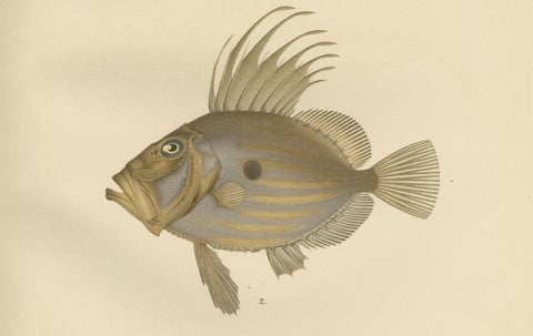 Swordfish and John Dory - Striking Scandinavian Fish Lithograph, 1895, close-up 3