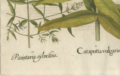 Basilius Besler Spurge, Glasswort & Pennywort Botanical Engraving, 1613, close-up 3