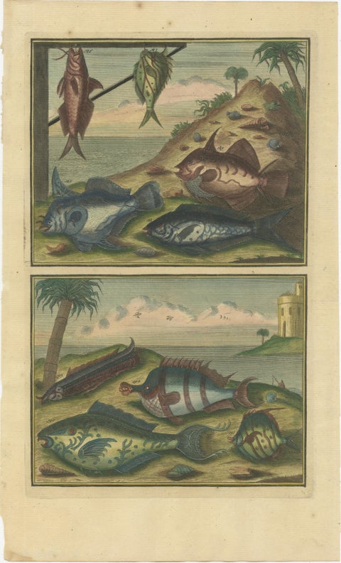 Set of 8 Colored Antique Prints of Various Fishes and Crustaceans, view 6